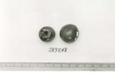 Click for 1 image(s) for this accession. FRUIT